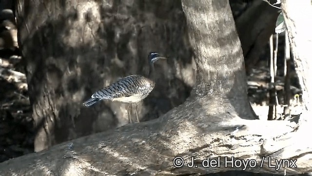 Sunbittern - ML201183661