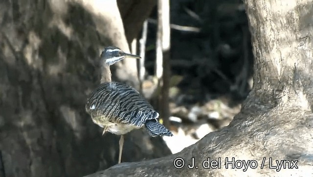 Sunbittern - ML201183671