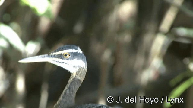 Sunbittern - ML201183681