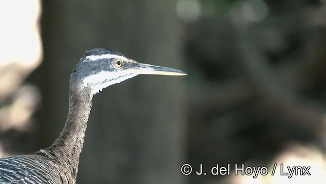 Sunbittern - ML201183691