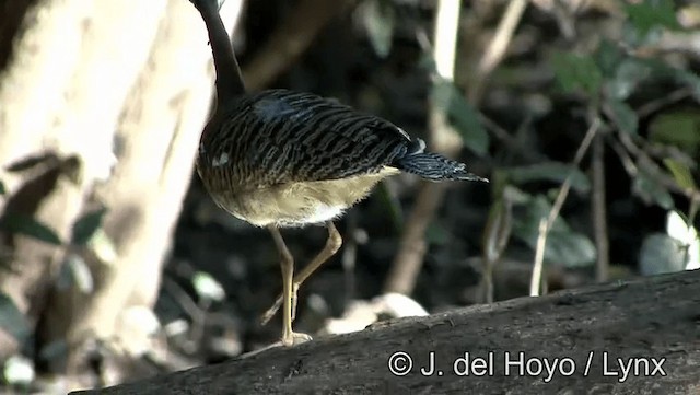 Sunbittern - ML201183701