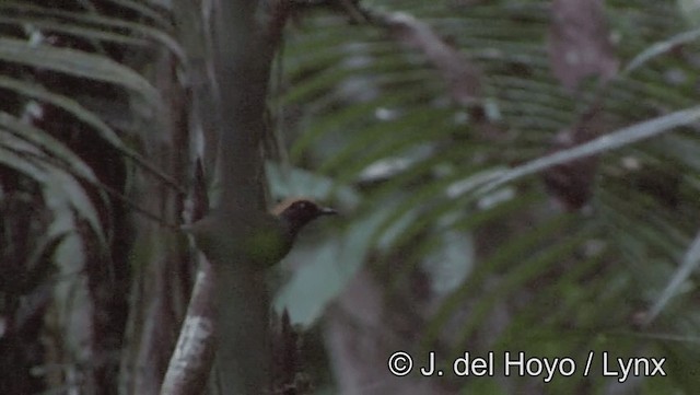 Rufous-capped Antthrush - ML201183711