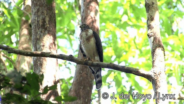 Double-toothed Kite - ML201183731