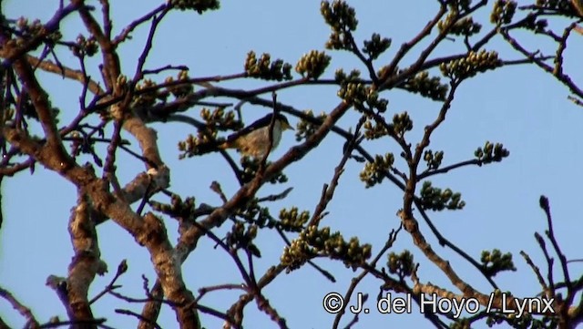 Yellow-backed Tanager - ML201183741