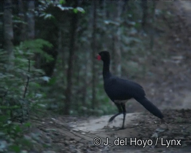 Red-billed Curassow - ML201183791