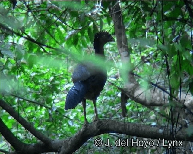 Red-billed Curassow - ML201183801