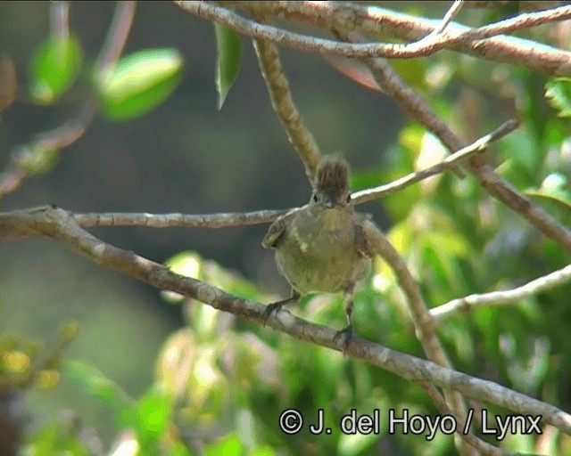 Yellow-bellied Elaenia - ML201183811