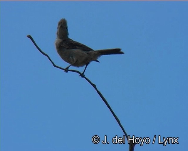 Yellow-bellied Elaenia - ML201183821