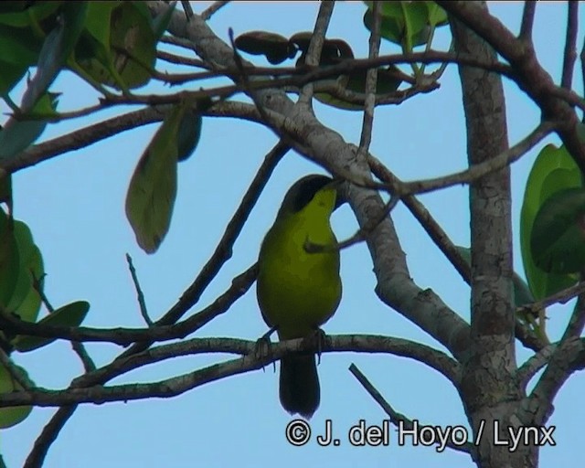 Southern Yellowthroat - ML201183831