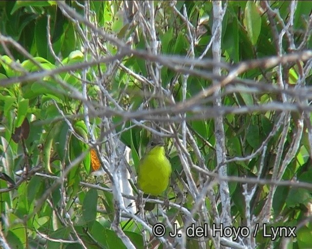 Southern Yellowthroat - ML201183841