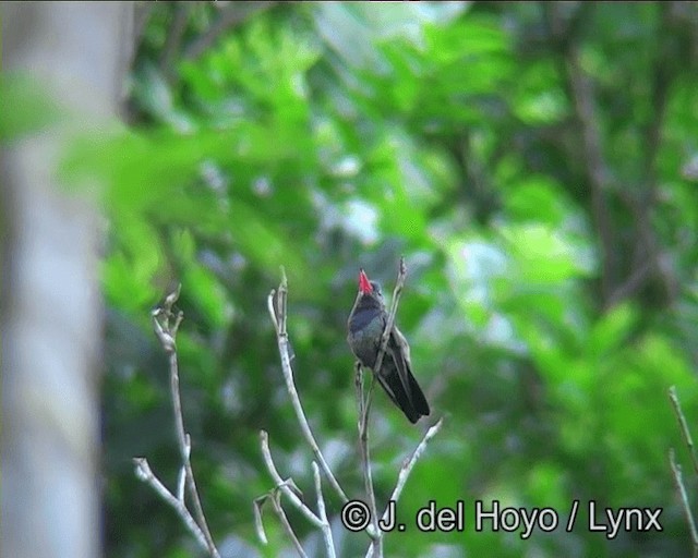 kolibřík bělobradý - ML201183851