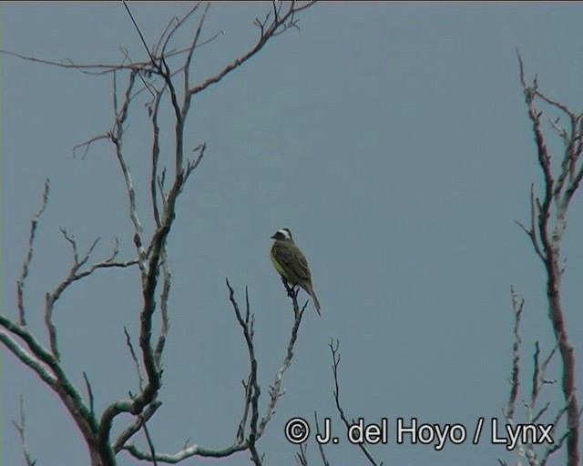 Красношапочный бентеви [группа similis] - ML201183871