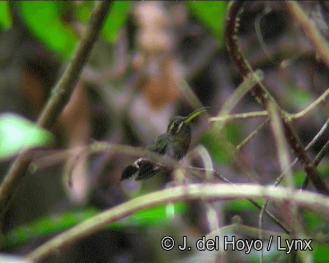 Minute Hermit - ML201183881