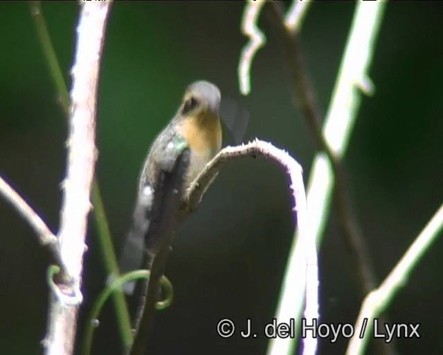 Карликовый колибри-отшельник - ML201183891