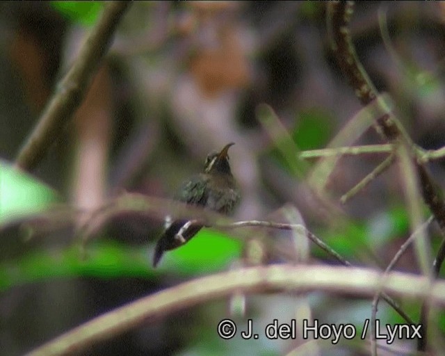 Карликовый колибри-отшельник - ML201183901