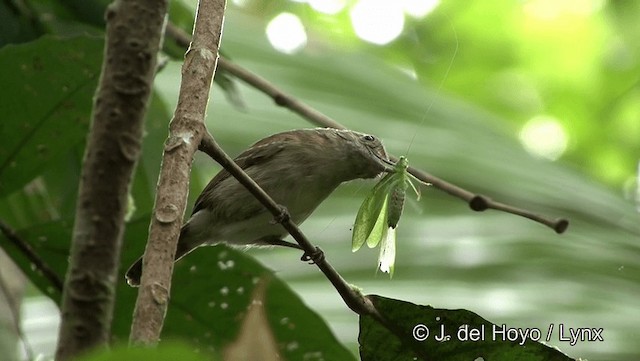 Mouse-colored Antshrike - ML201184061