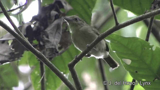 Mouse-colored Antshrike - ML201184071