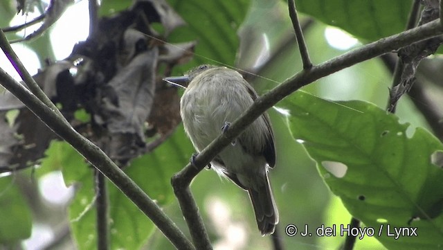 Braunflügel-Ameisenwürger - ML201184081