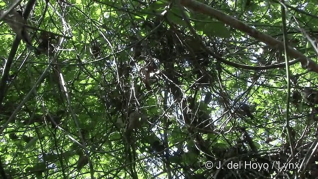 Coraya Wren - ML201184091