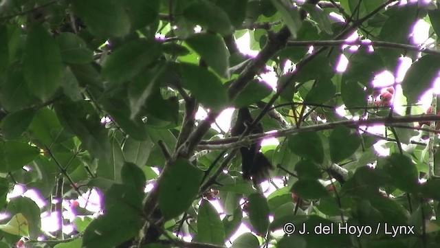 Schwarznacken-Topaskolibri - ML201184121