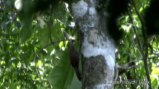 Buff-throated Woodcreeper (Lafresnaye's) - ML201184131