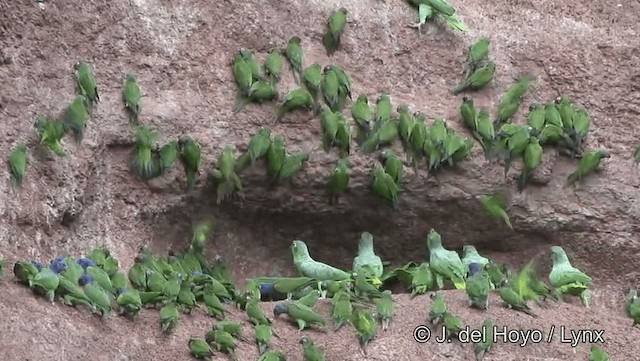 Amazona Harinosa (farinosa) - ML201184211