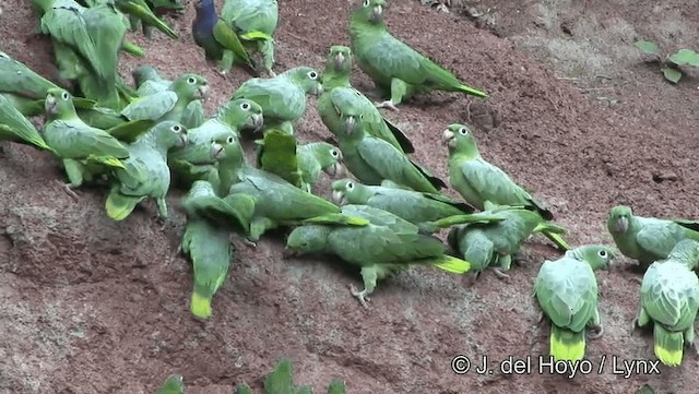 Amazona Harinosa (farinosa) - ML201184221