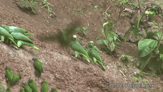 Yellow-crowned Parrot - ML201184261