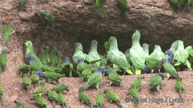 Yellow-crowned Parrot - ML201184271