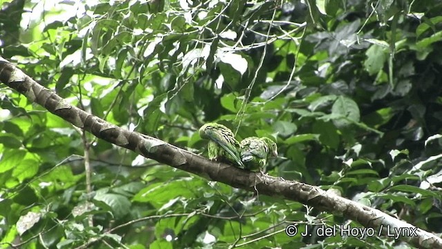 Cobalt-winged Parakeet - ML201184341