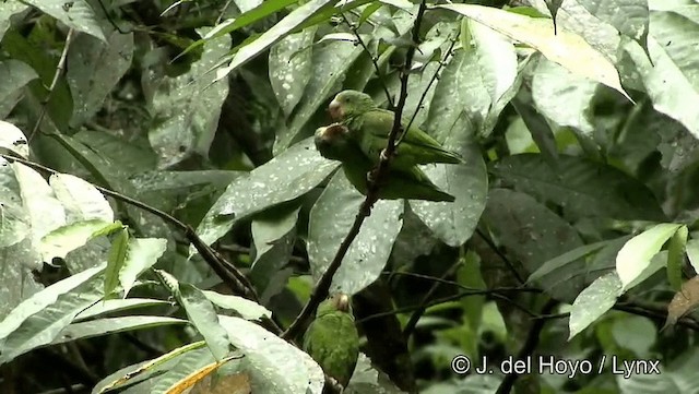 Cobalt-winged Parakeet - ML201184351