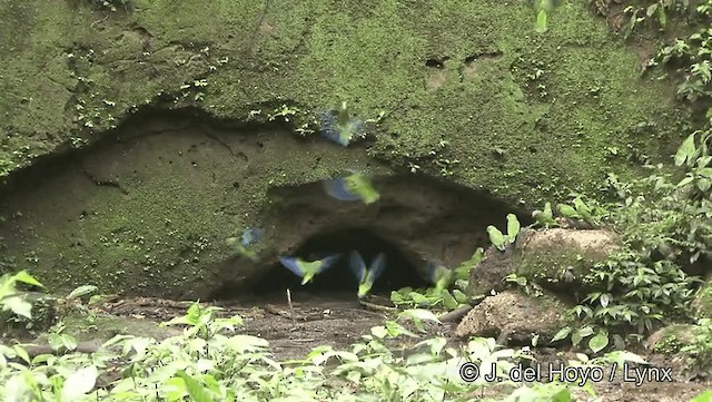 Mavi Kanatlı Papağan - ML201184371