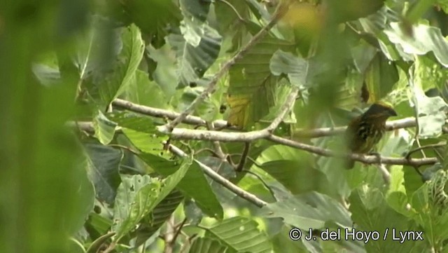 Gilded Barbet - ML201184451