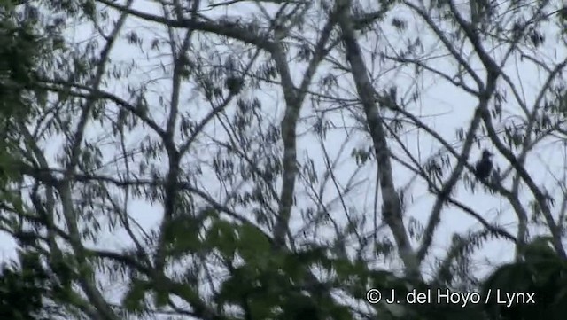 Амазонская зонтичная птица - ML201184481