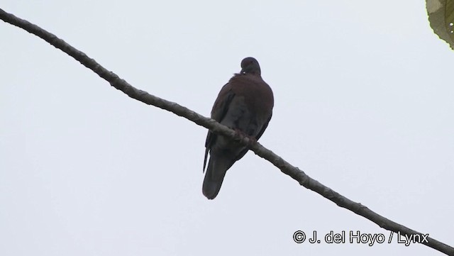 Рыжспинный голубь - ML201184511