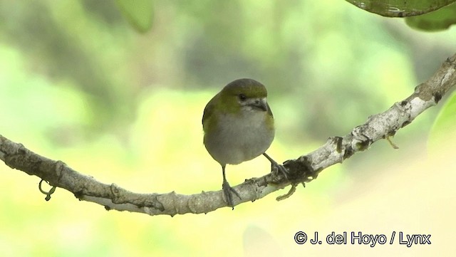 Golden-bellied Euphonia - ML201184561