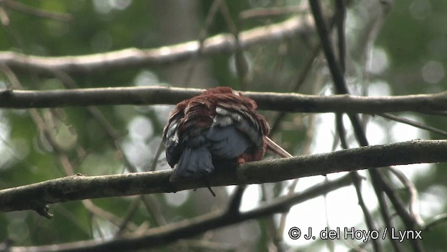 White-eared Jacamar - ML201184581