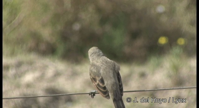 Grayish Baywing - ML201184591