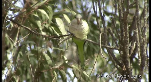 Monk Parakeet (Monk) - ML201184611