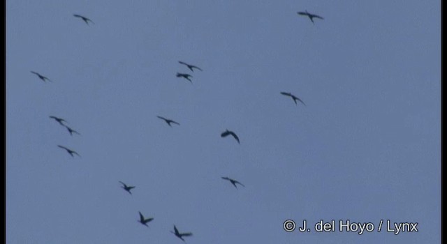 ibis americký - ML201184691