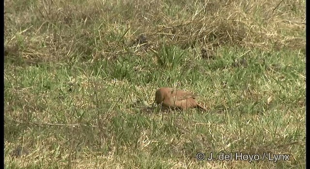 チャイロエボシカマドドリ - ML201184701