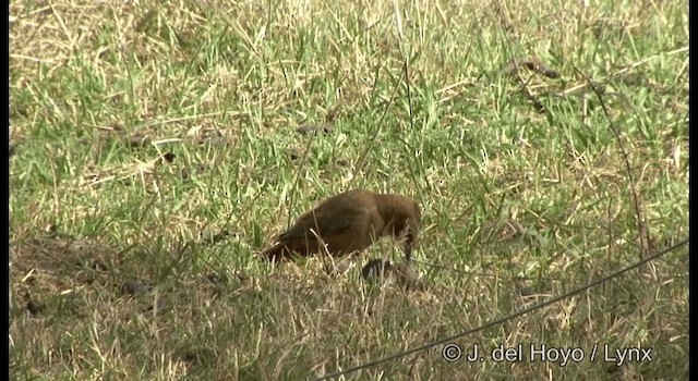 Brown Cacholote - ML201184711