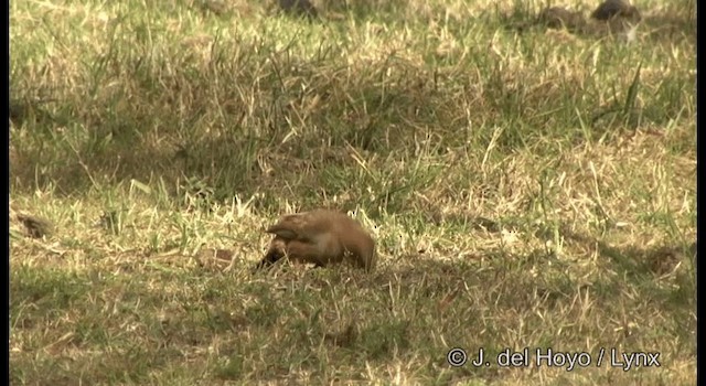 チャイロエボシカマドドリ - ML201184721