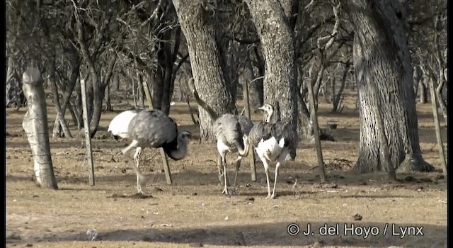 Greater Rhea - ML201184731