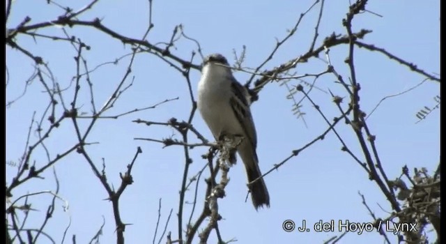 Suiriri Flycatcher - ML201184741