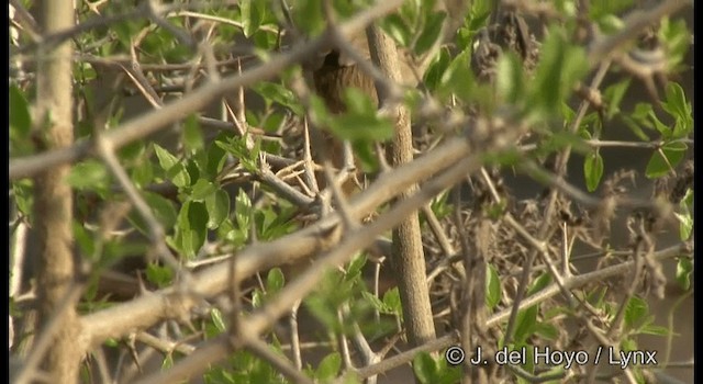 Sooty-fronted Spinetail - ML201184751