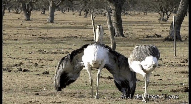 nandu pampový - ML201184801