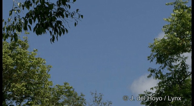 Glossy Swiftlet - ML201184831