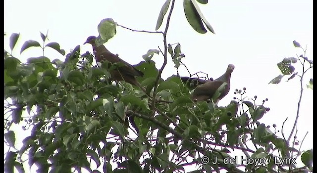 Amboyna Cuckoo-Dove - ML201184871