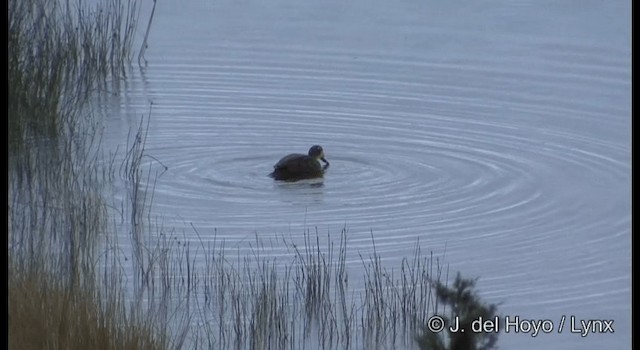 Pacific Black Duck - ML201184881